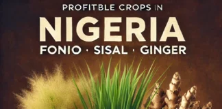 Fonio grain, a profitable crop grown in Nigeria for local and global markets.