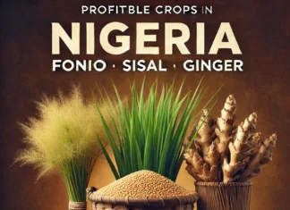 Fonio grain, a profitable crop grown in Nigeria for local and global markets.