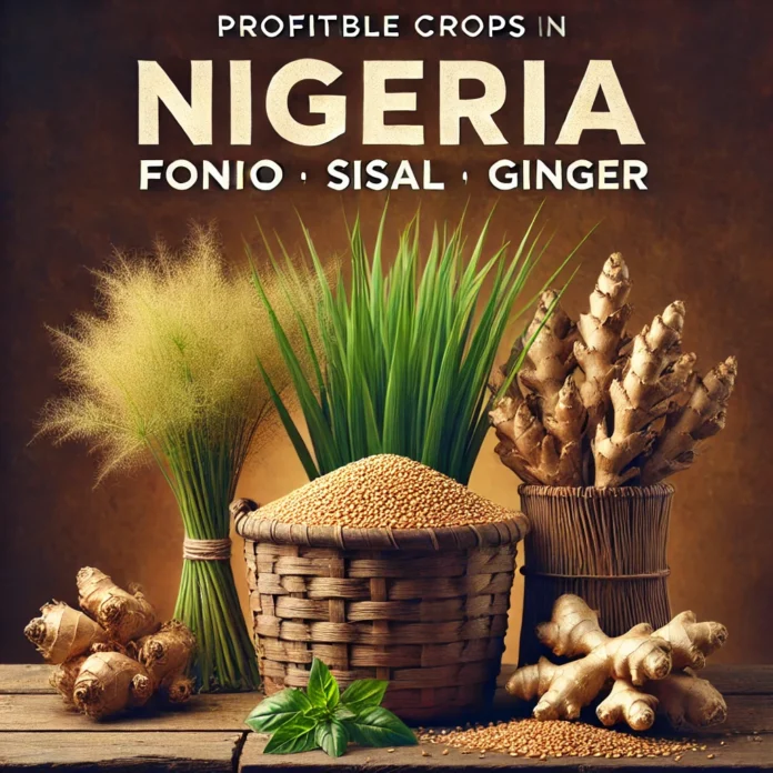 Fonio grain, a profitable crop grown in Nigeria for local and global markets.